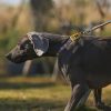 Everking Candy Dog Collar - Image 3