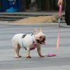 Everking Neon Collection Pink Leash - Image 5