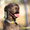 Everking Candy Dog Collar - Image 2