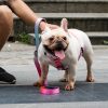Everking Neon Collection Pink Leash - Image 3