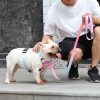 Everking Neon Collection Pink Leash - Image 4